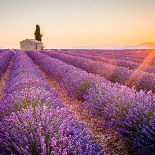provence